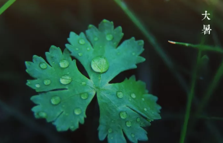 大暑節氣古詩有哪些 關于大暑的古詩詞匯總 大暑節氣古詩有哪些 關于大暑的古詩詞匯總