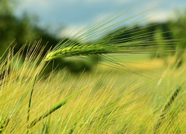 2019大暑問候句子說說 大暑節氣感慨心情說說