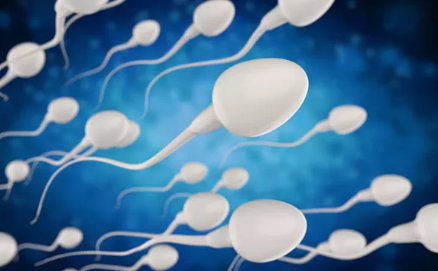 男性精子少能生育嗎 男性少精癥還能自然生育嗎 男性精子少能生育嗎 男性少精癥還能自然生育嗎