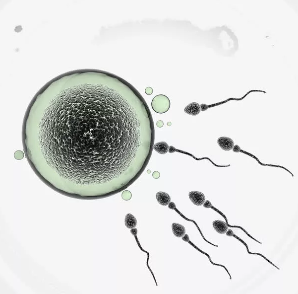 怎么看男子精子健不健康 男人吃什么可以補精子