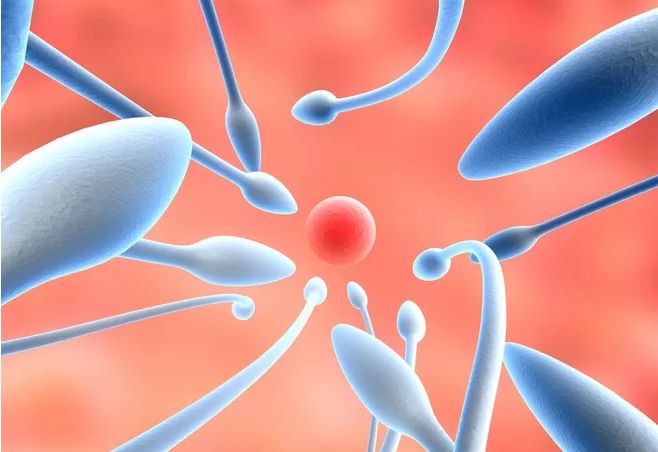 怎么看男子精子健不健康 男人吃什么可以補精子