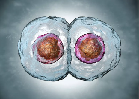 促排卵的成功率是多少 促排卵的成功率和體重有關嗎