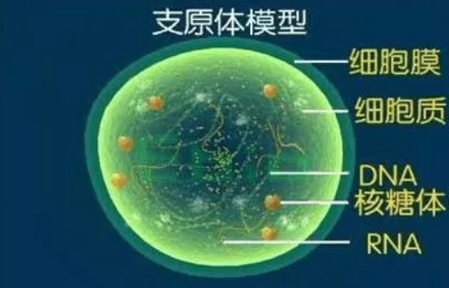 支原體感染影響懷孕嗎 支原體感染對男性生育功能有影響嗎