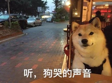 關于七夕一個人過的說說 七夕單身狗說說句子