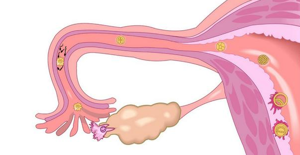 促排卵什么時候用藥比較好 促排卵藥物都有哪些 促排卵什么時候用藥比較好 促排卵藥物都有哪些