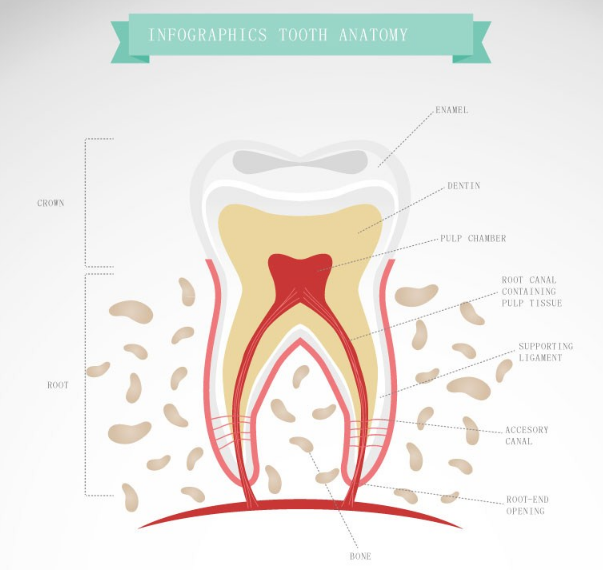 孩子做了窩溝封閉就不會齲齒了嗎 有必要做窩溝封閉嗎 孩子做了窩溝封閉就不會齲齒了嗎 有必要做窩溝封閉嗎