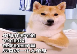 七夕吃狗糧的心情說說 七夕吃 狗糧搞笑說說圖片