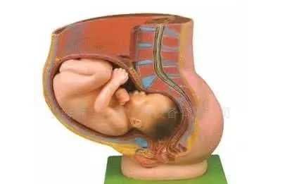 小個子孕婦適合順產(chǎn)嗎 小個子孕婦只能剖腹產(chǎn)嗎 小個子孕婦適合順產(chǎn)嗎 小個子孕婦只能剖腹產(chǎn)嗎