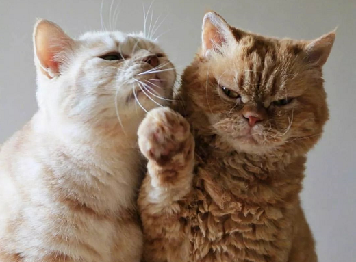 七夕給女朋友情話短句 七夕對女朋友表白情話套路