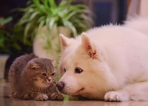 一個人的七夕傷感說說 單身七夕情人節2019