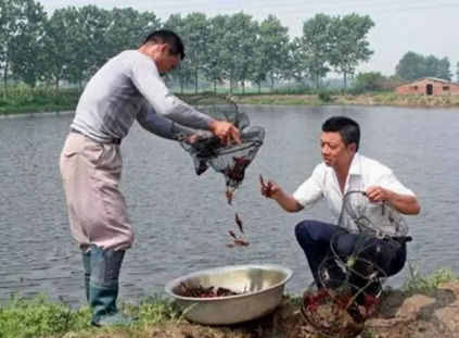 小龍蝦價(jià)格跳水是怎么回事 小龍蝦價(jià)格下降的原因是什么