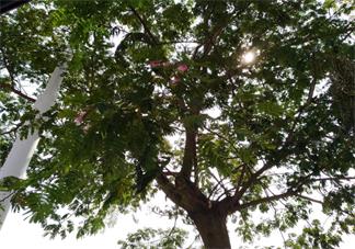 關于立秋的心情感慨 馬上秋天的說說句子