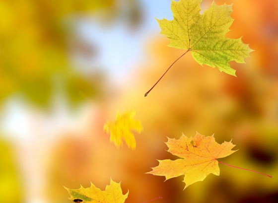 今日立秋說(shuō)說(shuō)心情配圖 今日立秋了新開(kāi)始感言