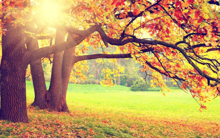 秋天你好的朋友圈說說 秋天你好朋友圈文藝句子