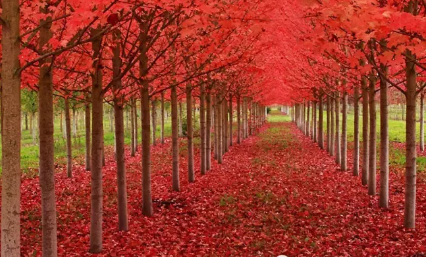 秋天來(lái)了的說(shuō)說(shuō)心情 形容秋天來(lái)了說(shuō)說(shuō)帶圖