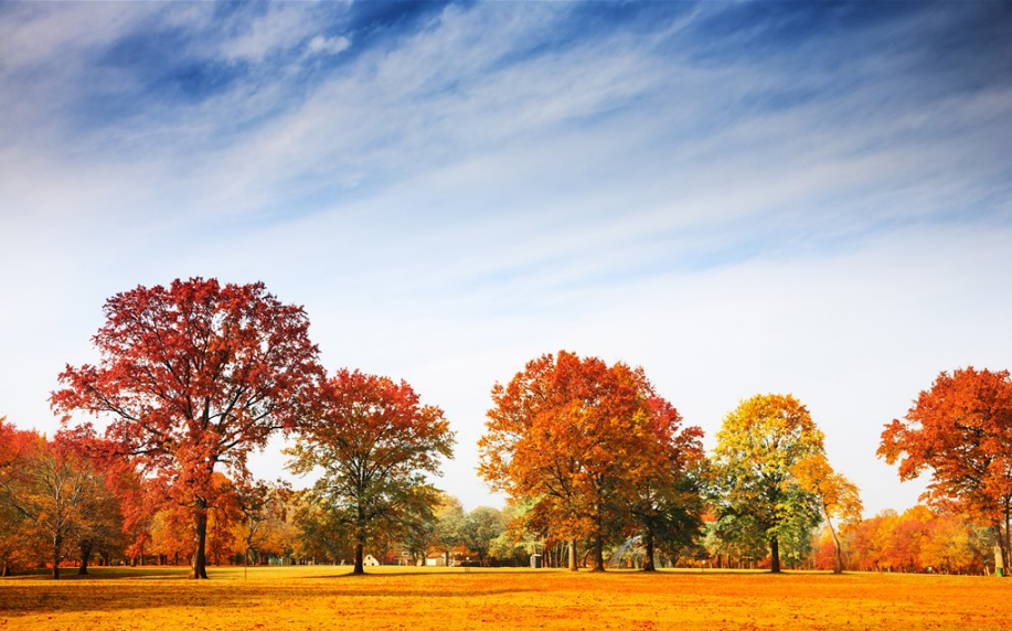 描寫秋天景色的詞語(yǔ)和句子有哪些 描寫秋天景色的詞語(yǔ)和句子和段落