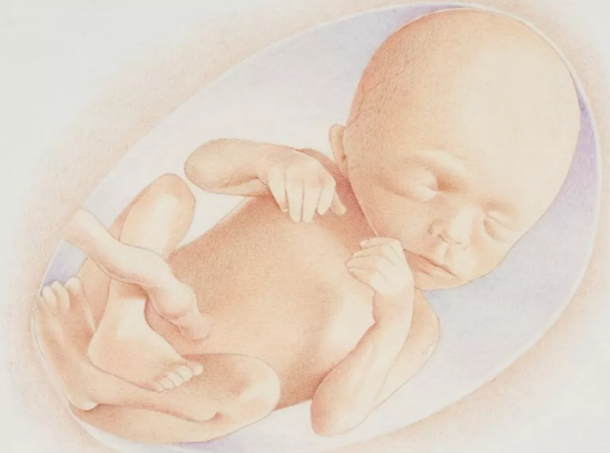 備孕期間就得送走寵物嗎 妊娠和寵物真的不能共存嗎 備孕期間就得送走寵物嗎 妊娠和寵物真的不能共存嗎