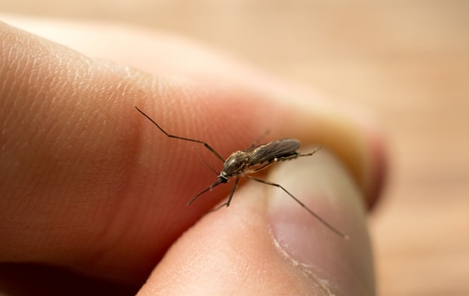 被蚊子咬了之后會不會得傳染病 孩子被蚊子咬了之后如何快速止癢