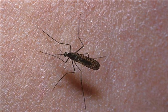 孩子被蚊子咬了之后會得乙腦嗎 如何預防孩子得乙腦