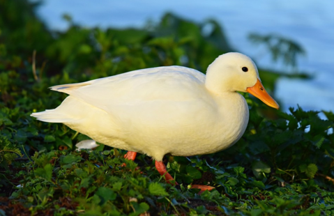 中元節為什么要吃鴨子 中元節吃鴨子有什么講究2019