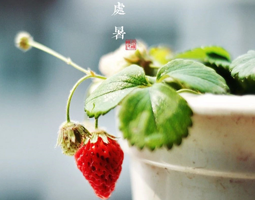 2019處暑節氣祝福語句子 處暑朋友圈問候語大全 2019處暑節氣祝福語句子 處暑朋友圈問候語大全