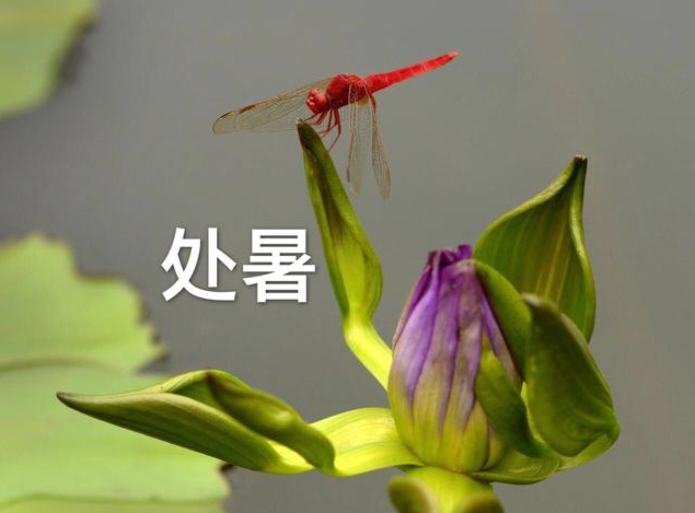 處暑之后天氣還熱嗎 處暑后怎么養生