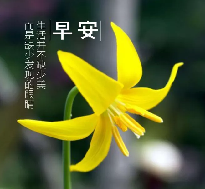 早安問候語簡單一句話 朋友圈早安心語勵(lì)志說說