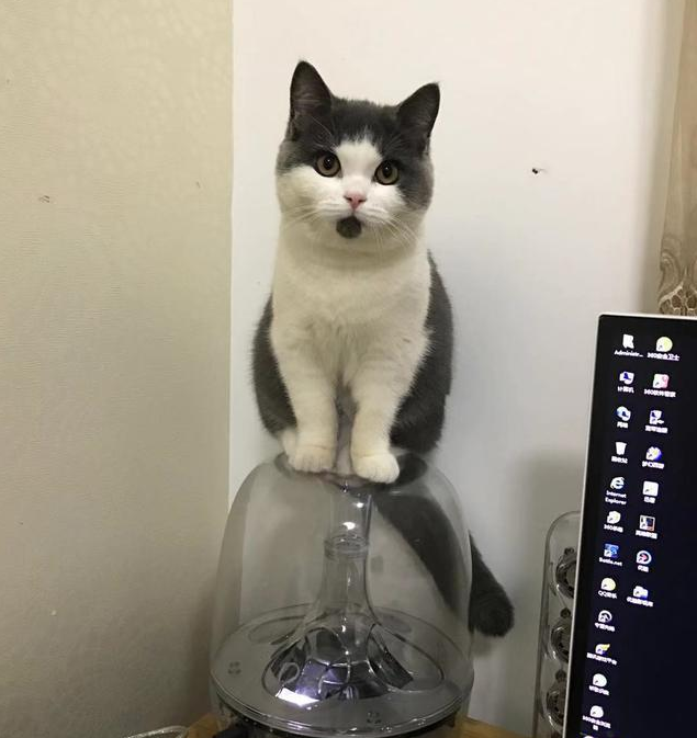 我國首只克隆貓誕生是怎么回事 克隆貓克隆原體是什么 我國首只克隆貓誕生是怎么回事 克隆貓克隆原體是什么