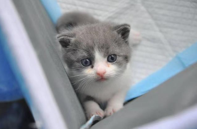 我國首只克隆貓誕生是怎么回事 克隆貓克隆原體是什么 我國首只克隆貓誕生是怎么回事 克隆貓克隆原體是什么