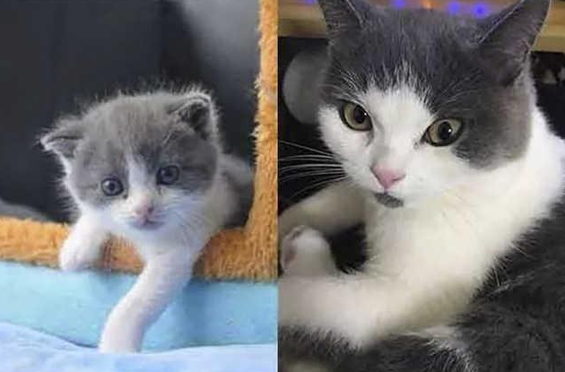 我國首只克隆貓長什么樣子 首只克隆貓大蒜照片