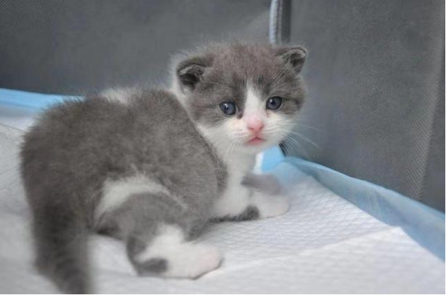 我國首只克隆貓長什么樣子 首只克隆貓大蒜照片