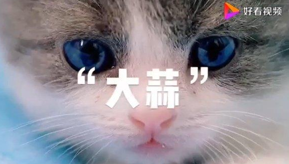 我國首只克隆貓長什么樣子 首只克隆貓大蒜照片