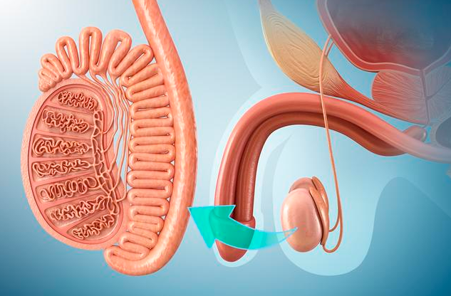 精索靜脈曲張要做什么檢查 男性精索靜脈曲張如何自我檢查 精索靜脈曲張要做什么檢查 男性精索靜脈曲張如何自我檢查