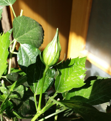 今日處暑的說(shuō)說(shuō)心情 關(guān)于今日處暑的句子感慨2019