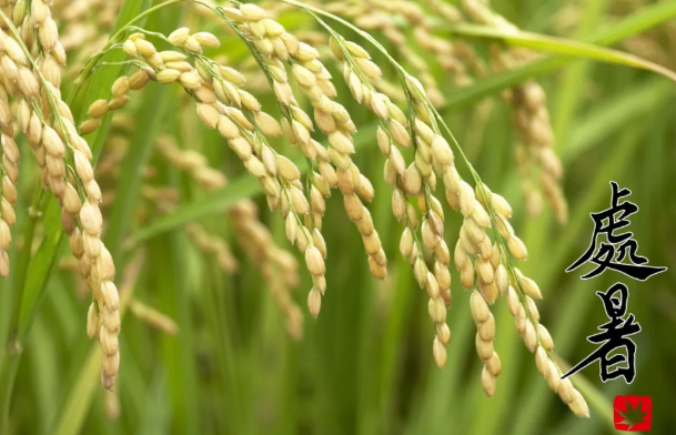 處暑傳統(tǒng)習俗大全2019 處暑節(jié)氣風俗介紹