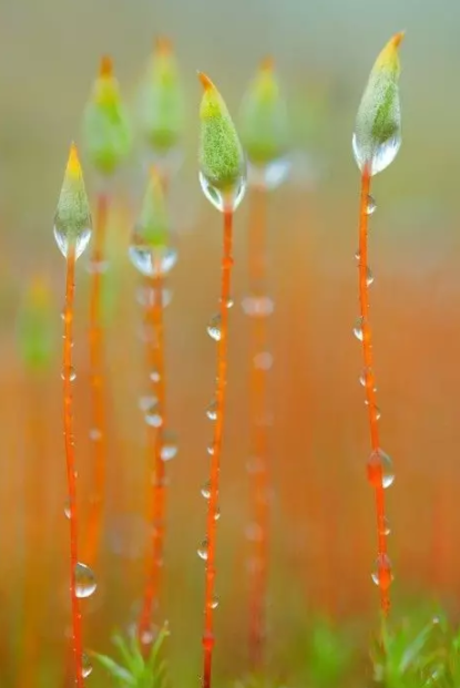 描寫白露節氣的古詩詞有哪些 白露節氣古詩詞大全2019