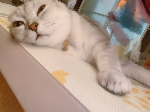 最近一次和寵物吵架的原因是什么 和自己的寵物吵架的原因配圖 最近一次和寵物吵架的原因是什么 和自己的寵物吵架的原因配圖