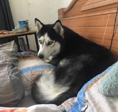 最近一次和寵物吵架的原因是什么 和自己的寵物吵架的原因配圖 最近一次和寵物吵架的原因是什么 和自己的寵物吵架的原因配圖