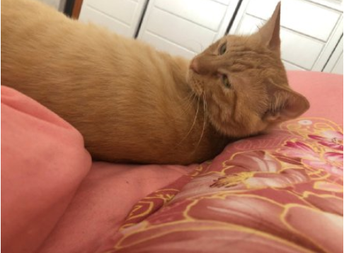 最近一次和寵物吵架的原因是什么 和自己的寵物吵架的原因配圖 最近一次和寵物吵架的原因是什么 和自己的寵物吵架的原因配圖