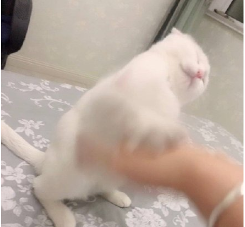 最近一次和寵物吵架的原因是什么 和自己的寵物吵架的原因配圖 最近一次和寵物吵架的原因是什么 和自己的寵物吵架的原因配圖