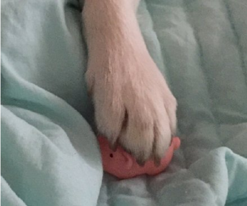 最近一次和寵物吵架的原因是什么 和自己的寵物吵架的原因配圖 最近一次和寵物吵架的原因是什么 和自己的寵物吵架的原因配圖