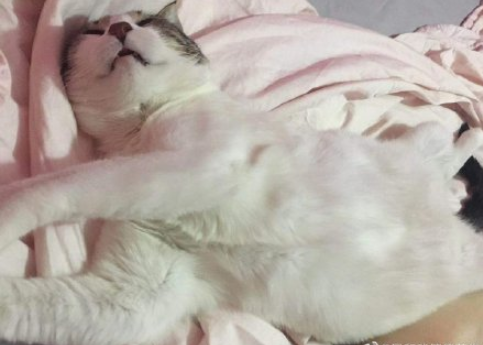 最近一次和寵物吵架的原因是什么 和自己的寵物吵架的原因配圖 最近一次和寵物吵架的原因是什么 和自己的寵物吵架的原因配圖