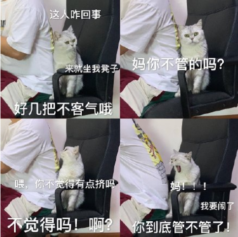 最近一次和寵物吵架的原因是什么 和自己的寵物吵架的原因配圖 最近一次和寵物吵架的原因是什么 和自己的寵物吵架的原因配圖