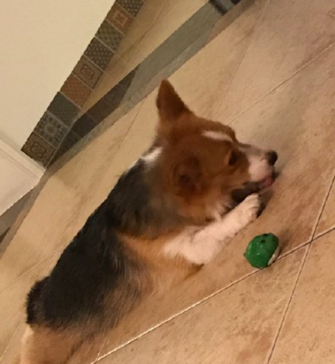 最近一次和寵物吵架的原因是什么 和自己的寵物吵架的原因配圖 最近一次和寵物吵架的原因是什么 和自己的寵物吵架的原因配圖