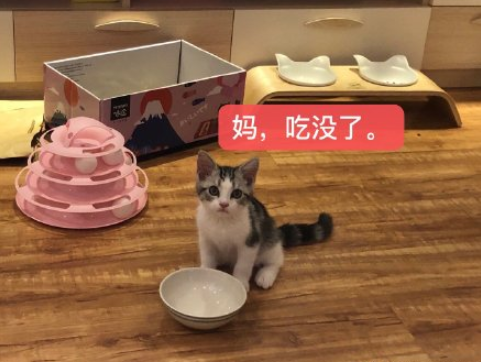 最近一次和寵物吵架的原因是什么 和自己的寵物吵架的原因配圖 最近一次和寵物吵架的原因是什么 和自己的寵物吵架的原因配圖