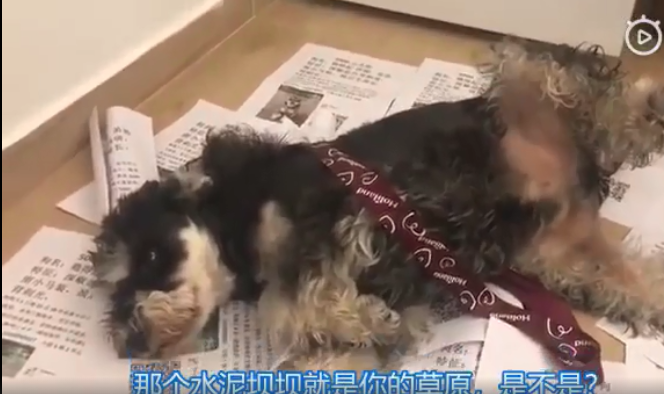 最近一次和寵物吵架的原因是什么 和自己的寵物吵架的原因配圖 最近一次和寵物吵架的原因是什么 和自己的寵物吵架的原因配圖