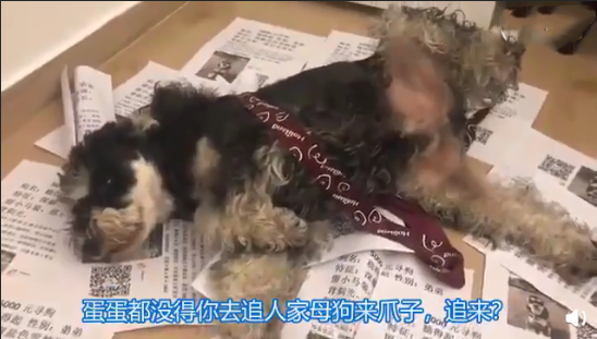 最近一次和寵物吵架的原因是什么 和自己的寵物吵架的原因配圖 最近一次和寵物吵架的原因是什么 和自己的寵物吵架的原因配圖