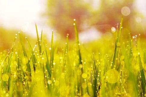 形容白露的詩句大全2019 關于白露的詩句有哪些 形容白露的詩句大全2019 關于白露的詩句有哪些