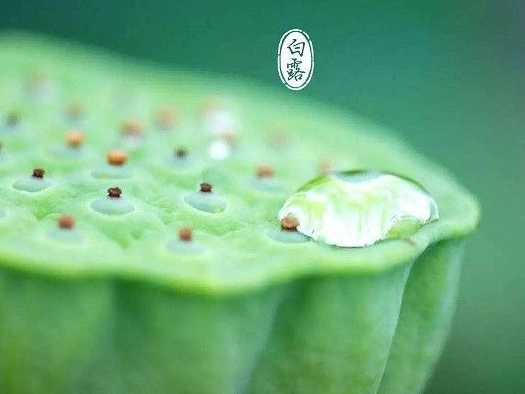 2019白露節(jié)氣祝福語圖片 白露祝福語問候大全