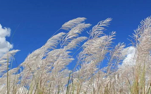 2019今日白露發朋友圈說說 白露節氣配圖文字